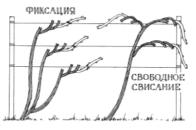 Рис 51 На практике же никакое правило не догма Иногда нужной лозы не - фото 52