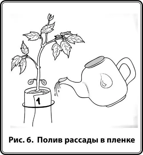 Рис 6 Полив рассады в пленке Пересадка рассады в теплицу и в грунт Схема - фото 6