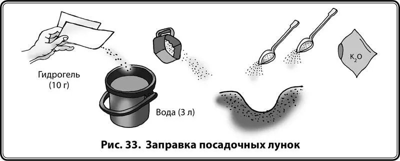 Рис 33 Заправка посадочных лунок Беру семя большим и указательным пальцами и - фото 34