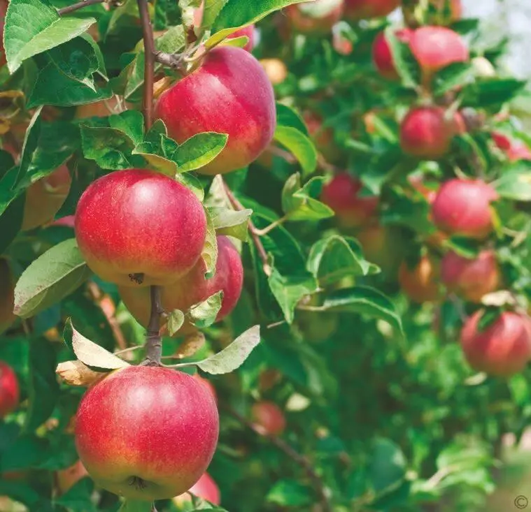 Яблоня самая популярная садовая культура существует более двух тысяч сортов - фото 38
