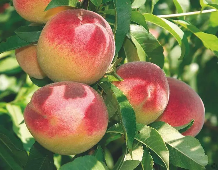 Персик можно вырастить из косточки поместите ее в землю и уже через год - фото 49