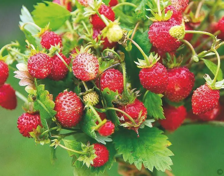Лесная земляника как правило дикорастущая ягода плоды которой очень полезны - фото 53