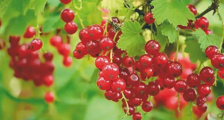 Плоды красной смородины более кислые чем плоды черной и чаще используются для - фото 56