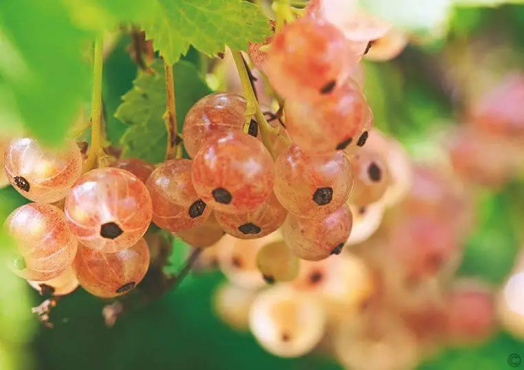 Плоды белой смородины могут различаться по цвету быть немного розоватыми - фото 59
