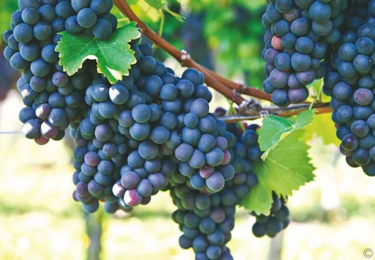При посадке черенками или саженцами виноград начинает плодоносить на 23 год - фото 64