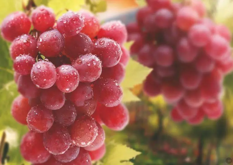 Известно что плоды красного винограда содержат в два раза больше - фото 65