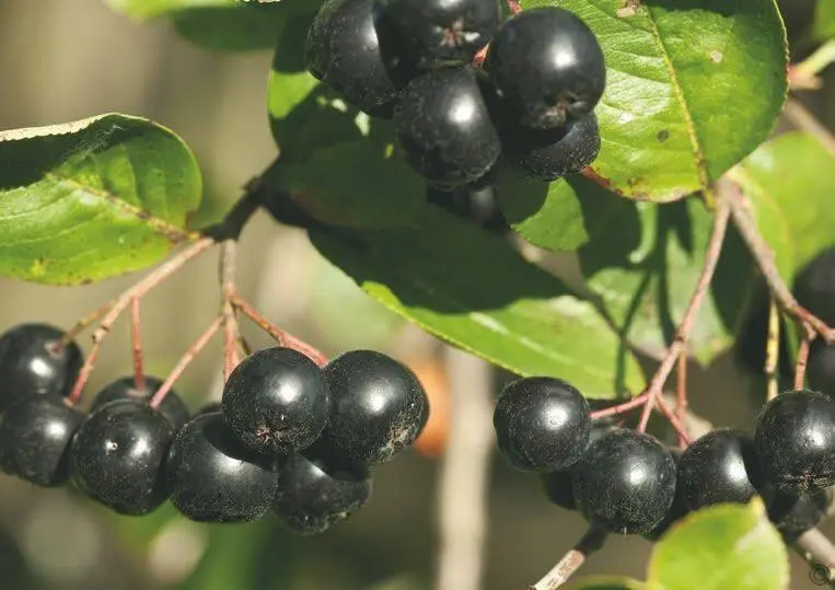 Плоды аронии черноплодной рябины созревают в августе сентябре Кизил - фото 67