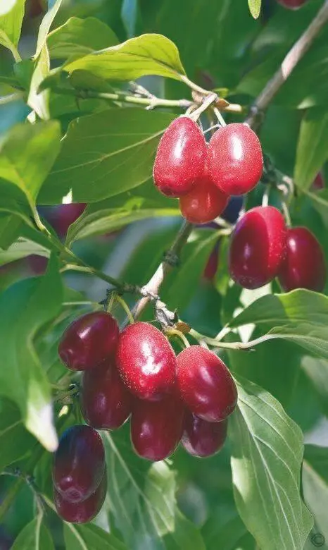 Кизил получил свое название благодаря насыщенной алой окраске плодов О - фото 68