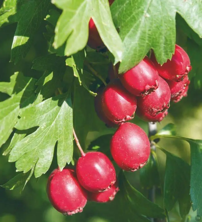 Боярышник широко используется как декоративное и лекарственное растение Ягоды - фото 73