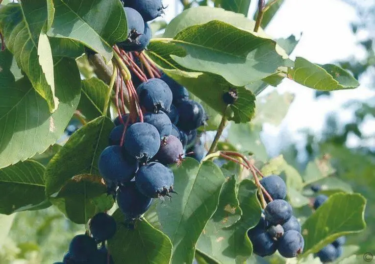 По содержанию витамина С ягоды ирги превосходят даже виноград Физалис в народе - фото 75