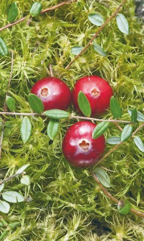 Размер ягоды клюквы выросшей в правильных условиях достигает 16 мм в длину - фото 78