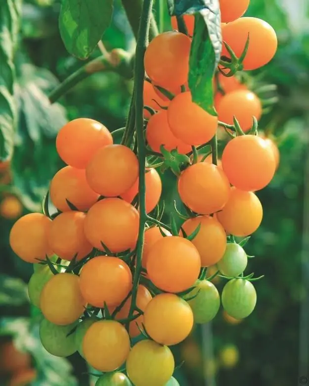 Ранний урожай томатов можно получить при выращивании в теплицах и парниках - фото 81