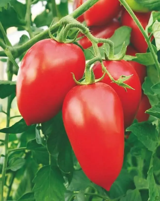 Если регулярно собирать недозревшие плоды томатов общий урожай увеличится - фото 83