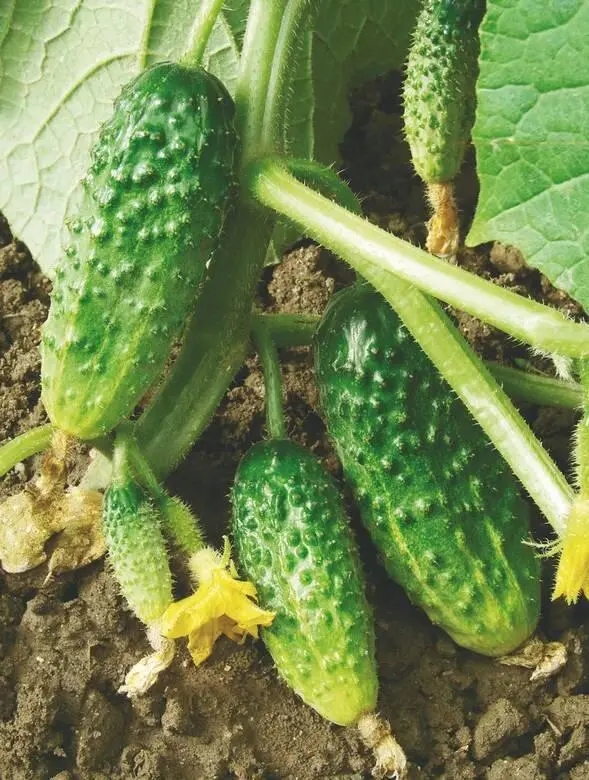 Огурцы традиционно выращивают в теплицах и парниках Для выращивания сладкого - фото 84