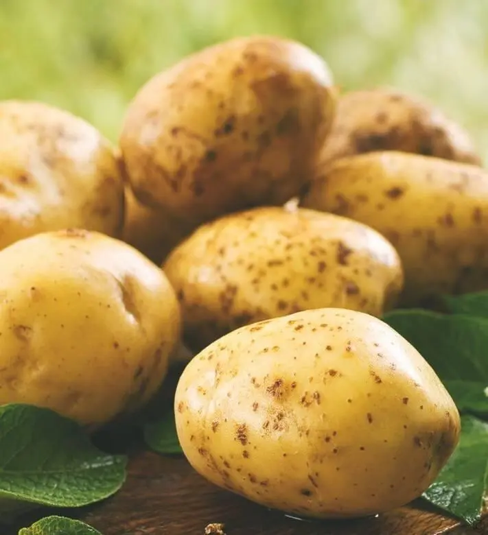 Клубни картофеля имеют свойство зеленеть при хранении на свету Летняя посадка - фото 95