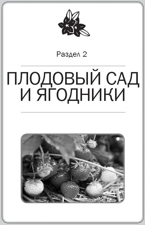 Семечковые культуры Груша Груша живет долго несколько десятков лет В ее - фото 21