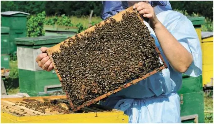Рис 57 Примерно так пчелы должны покрывать рамки при сборке зимнего гнезда к - фото 78