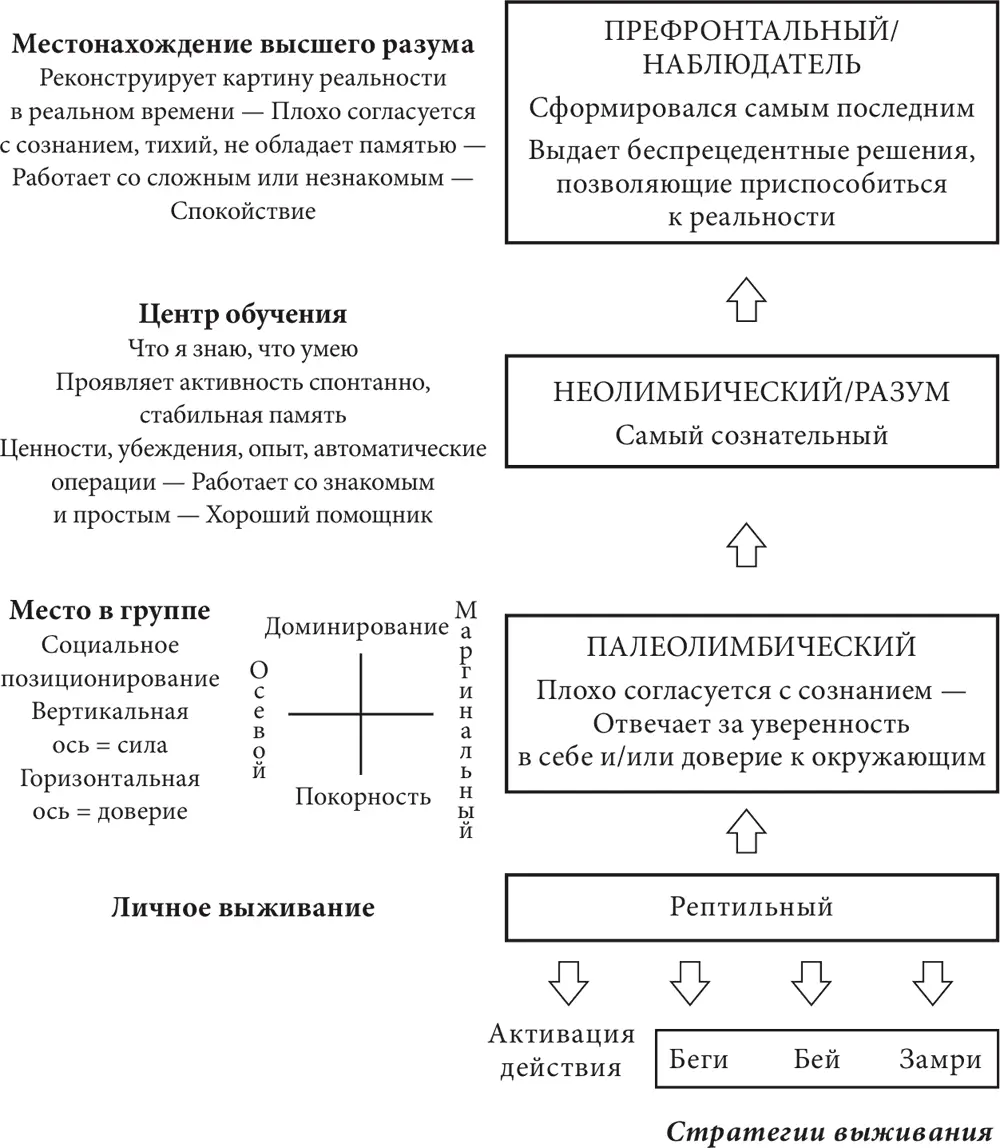 Палеолимбическийцентр принятия решений появился в тот момент когда - фото 4