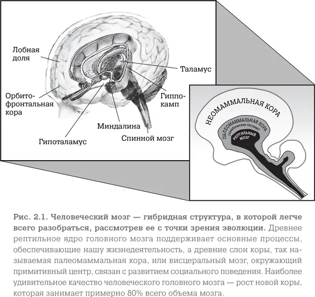 Главной задачей живого мозга является постоянная обработка информации это - фото 3