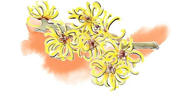 Гамамелис или ведьмин орех Witch hazel как его называют в англоязычном - фото 16