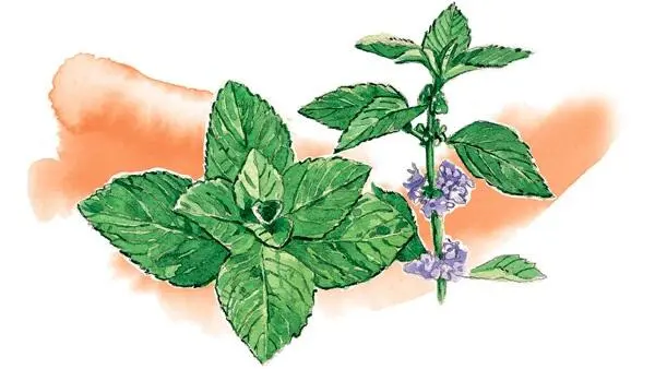Свое ботаническое название Mentha мята получила в честь греческой нимфы Минты - фото 39