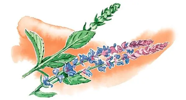 Латинское название шалфея Salvia произошедшее от слова salvare исцелять - фото 66