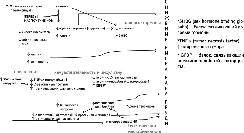 Биологические механизмы влияния физической нагрузки на снижение риска развития - фото 14
