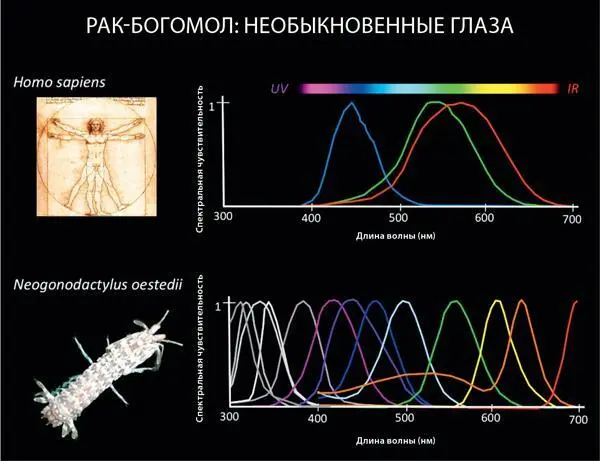 Илл YСистема зрения человека основана на трех цветовых рецепторах а вот у - фото 80