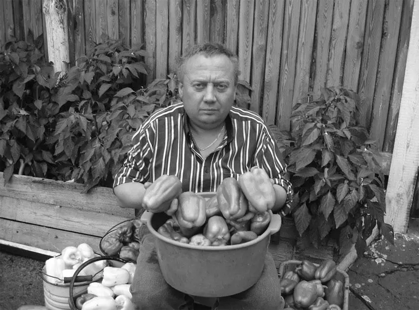 Урожай болгарского перца Выращивание томатов Третий и последний овощ который - фото 18