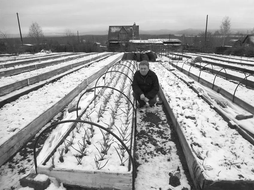 Так выглядит грядка с чесноком весной Мульчирование грядки произвожу когда - фото 32