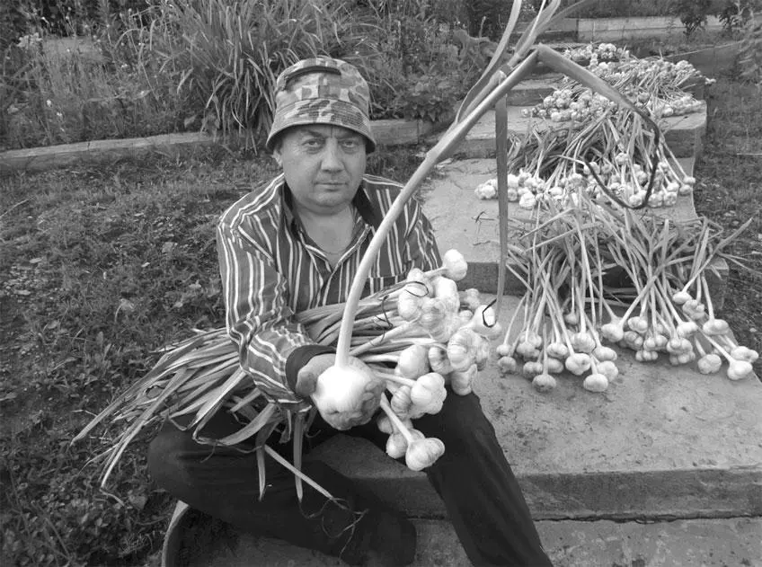 Вот такой чеснок Выкапываю чеснок в конце июля Самое главное сделать это - фото 33