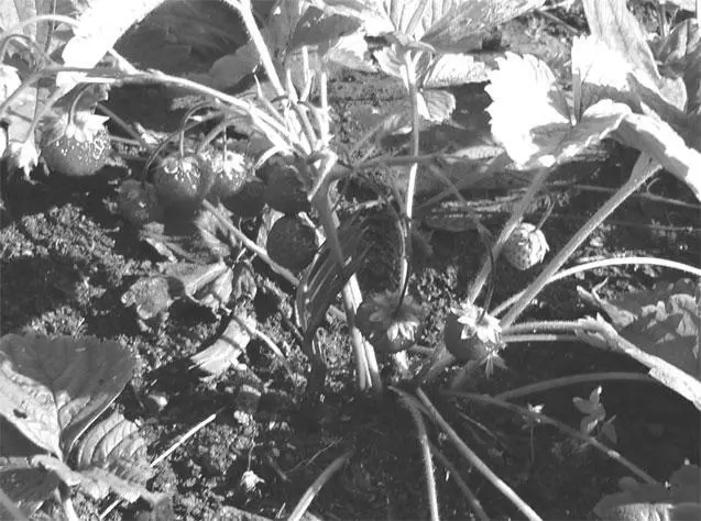 Защита ягод от гниения Примечания 1 Более подробную информацию о природном - фото 38