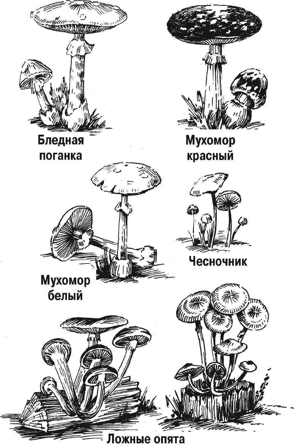 ОХОТА НА ЗВЕРЯ Охотиться лучше рано утром и поздно вечером когда звери - фото 5