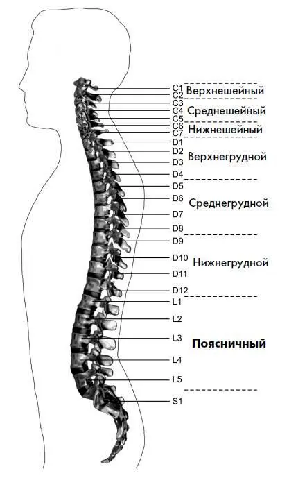 Рис 44 Поясничный отдел позвоночника Лечебные позыдвижения для - фото 46