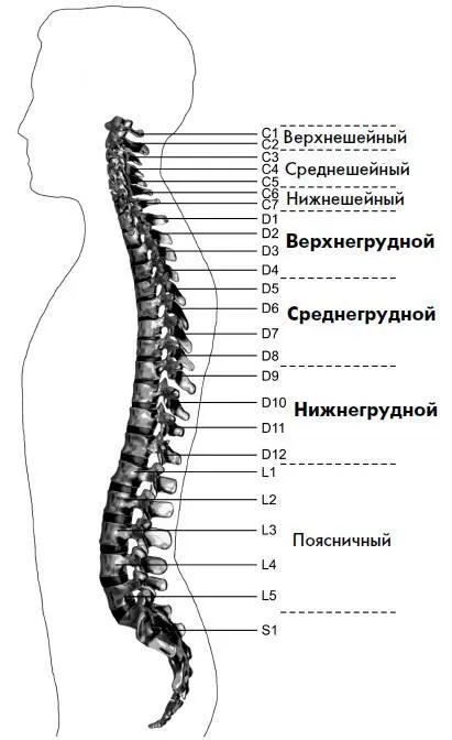 Рис 53 Грудной отдел позвоночника Лечебная позадвижение при болях в - фото 55
