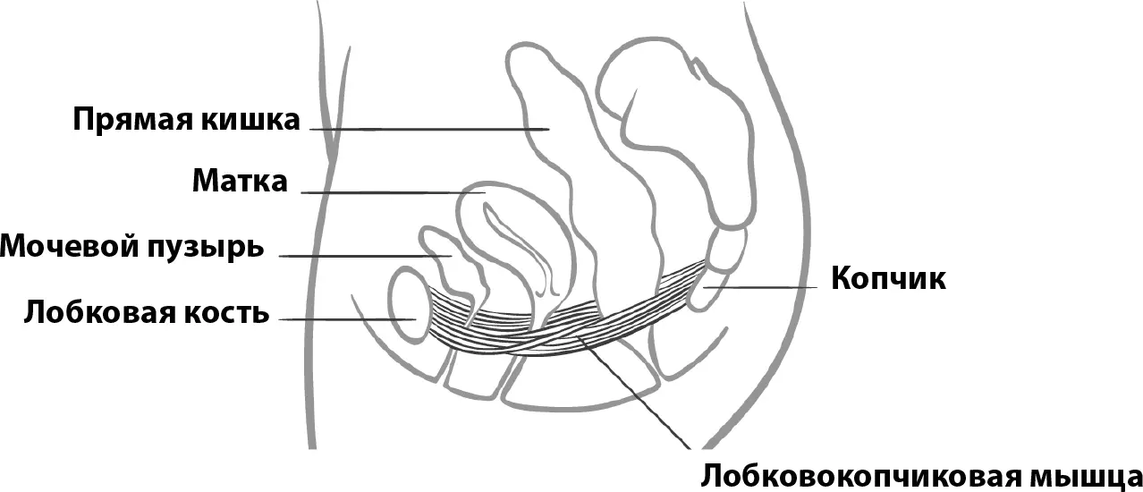 Эти упражнения помогают предотвратить недержание мочи Лобковокопчиковую мышцу - фото 78