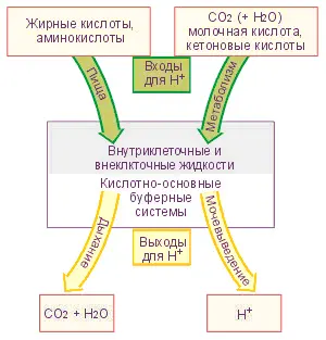 Кислородсвязанные показатели Оксигемоглобин HbО2 отражает процентное - фото 13