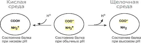 Гемоглобиновая буферная система Наибольшей мощностью обладает гемоглобиновый - фото 15