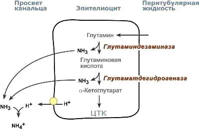 Процесс аммониегенеза в дистальных канальцах Аммонийный катион NH4 способен - фото 20