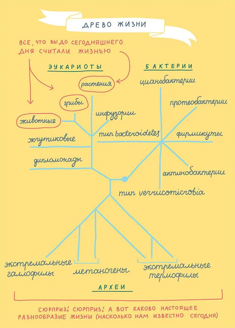 Этим можно объяснить огромные различия между людьми от разницы в весе до - фото 2