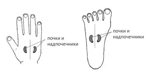 Рис 16 в г Зоны надпочечников по стандартной системе Для пролонгированного - фото 45