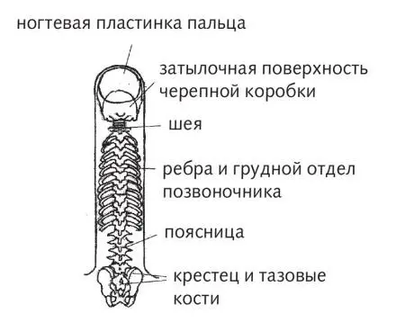 Рис 21 а Зона подобия позвоночника по системе насекомого Рис 21 б Зона - фото 53