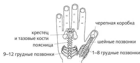 Рис 21 б Зона подобия позвоночника на ладони Рис 21 в Зона подобия - фото 54