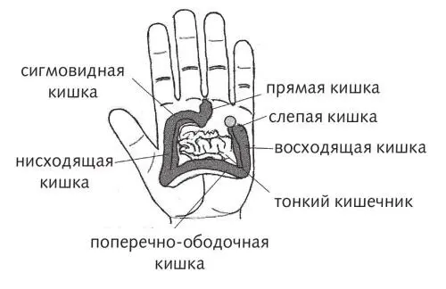 Рис 22 а б Зоны подобия толстого кишечника От толстого кишечника зависит - фото 56