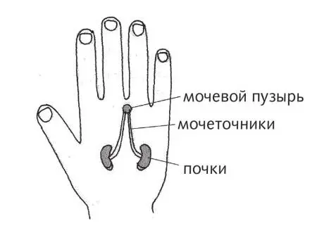Рис 28 а б Зоны почек по стандартной системе На зонах почек мы сначала - фото 64