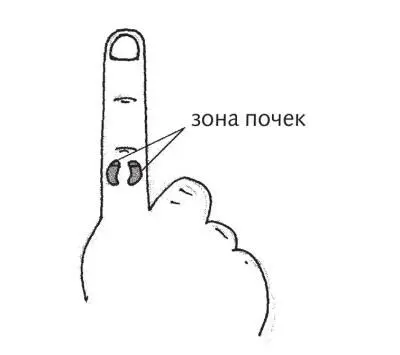 Рис 28 в Зоны почек по системе насекомого Воздействие на эту зону аналогично - фото 66