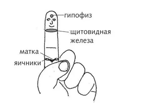 Рис 29 б Зоны половой сферы женщин по системе насекомого В случае обильных - фото 69