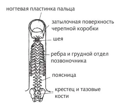 Рис 33 Зоны позвоночника по системе насекомого Внутренняя боковая - фото 79