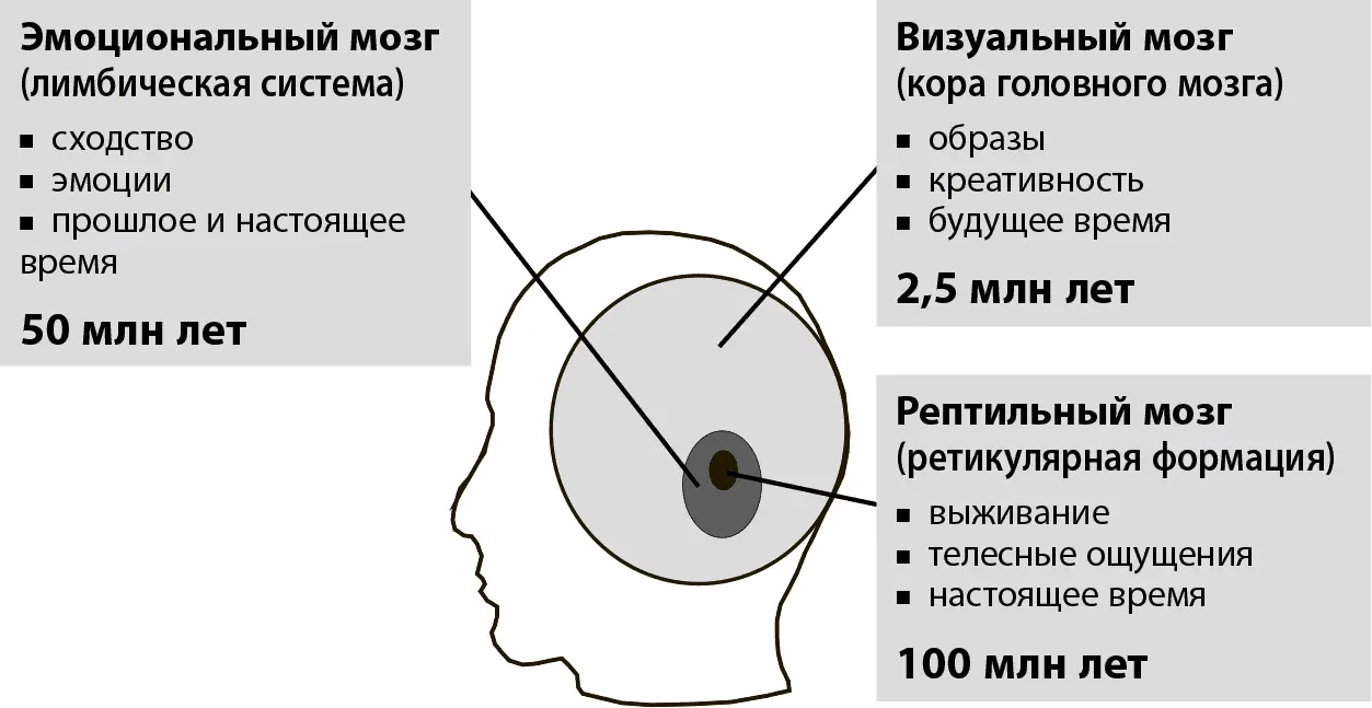 Рис 21Три области мозга Также существует четвертая система которую можно - фото 2