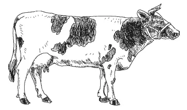 Корова холмогорской молочной породы Молочные породы коров известные с - фото 1